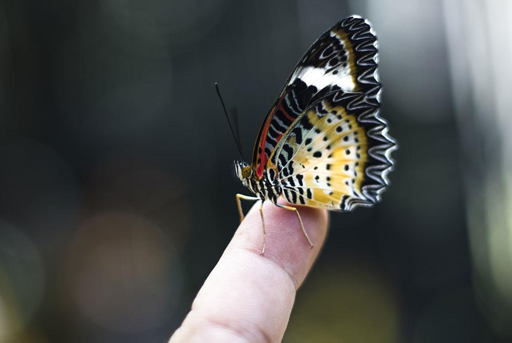 Vlinderparadijs Papiliorama in Havelte, Drenthe