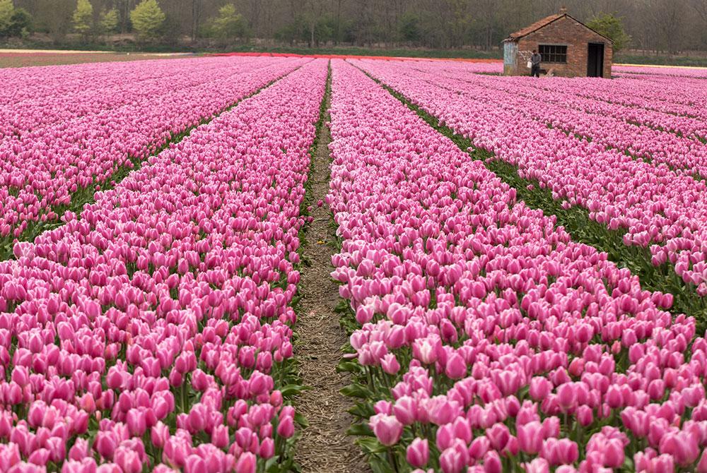 De Bollenstreek, Zuid-Holland