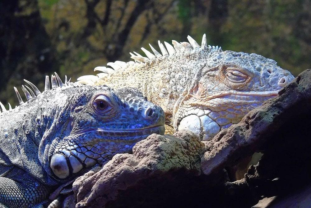 Reptielenzoo Iguana, Vlissingen