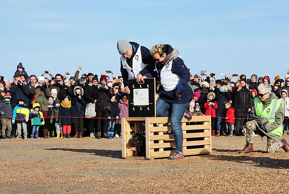 Zeehondje vrijlaten, Zeeland