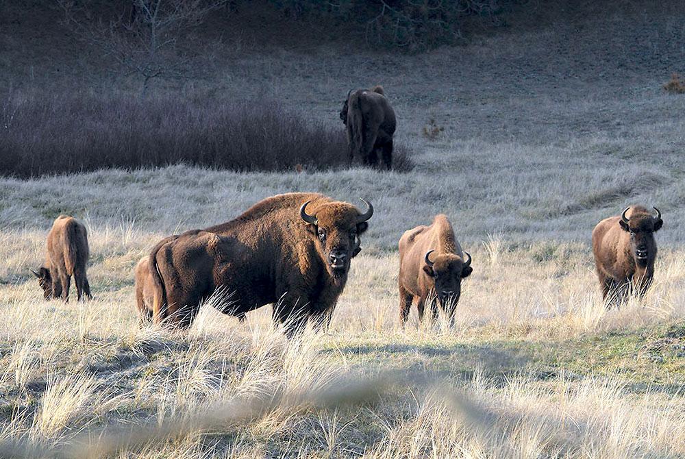 Nationaal Park Zuid-Kennemerland, Noord-Holland