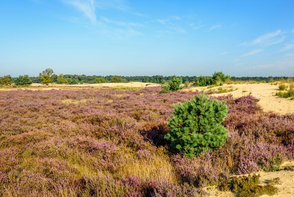 Nationaal Park De Loonse en Drunense Duinen, Noord-Brabant