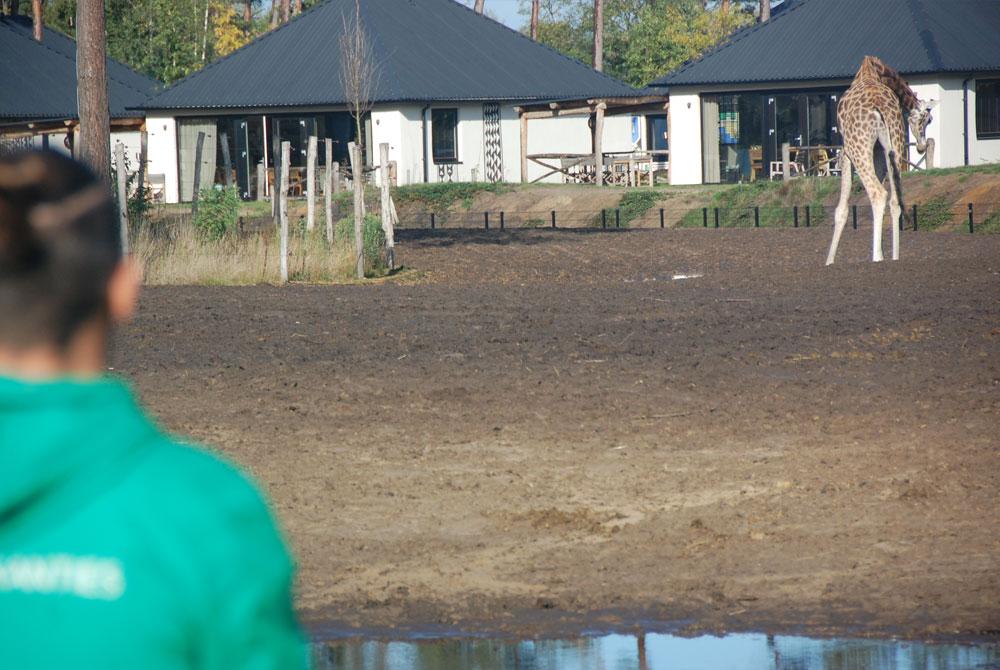 Safari Resort Beekse Bergen
