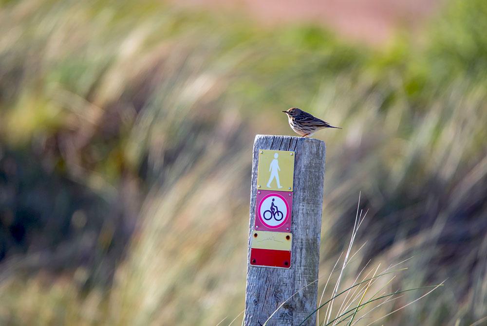 Duinen Texel