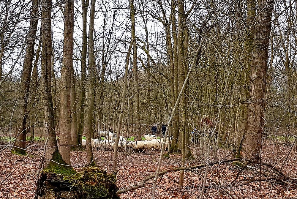 Wandeling met schaapsherder, Landal De Vers