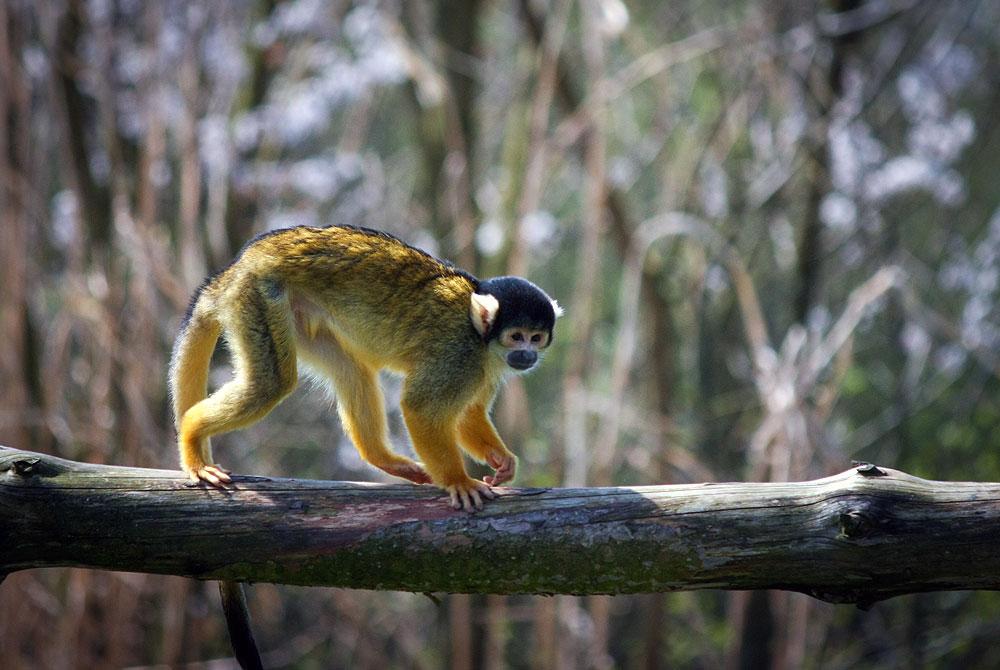 Zoo Parc Overloon, Landal De Vers
