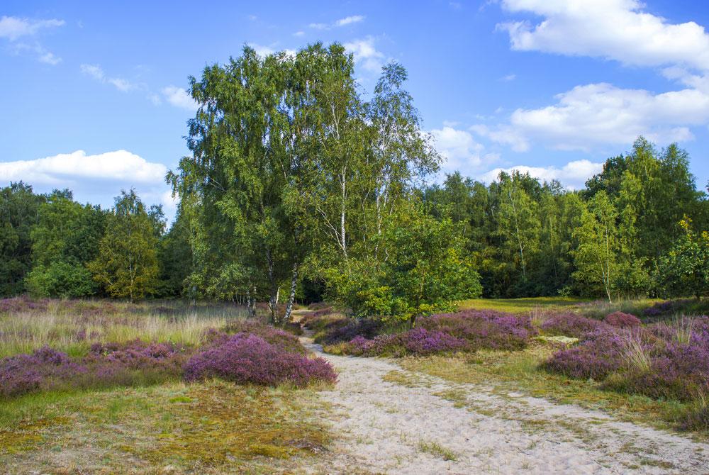 Nationaal Park De Maasduinen, Landal De Vers
