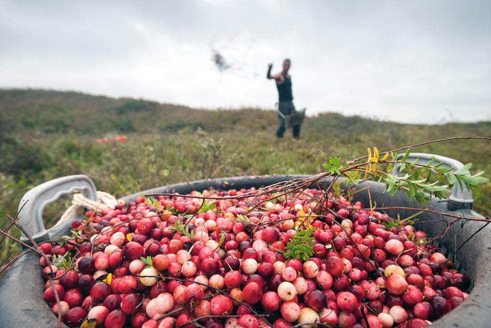 Cranberry’s, Terschelling