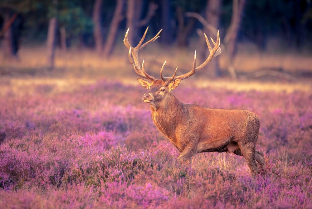 Veluwe, Nederland