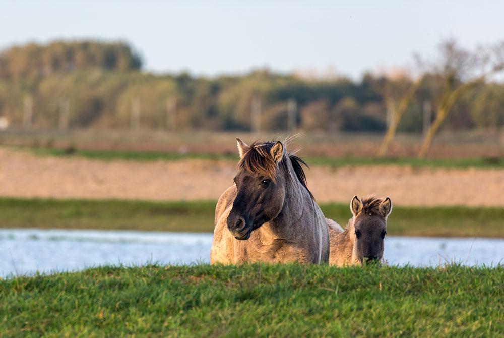 Oostvaardersplassen, Nederland