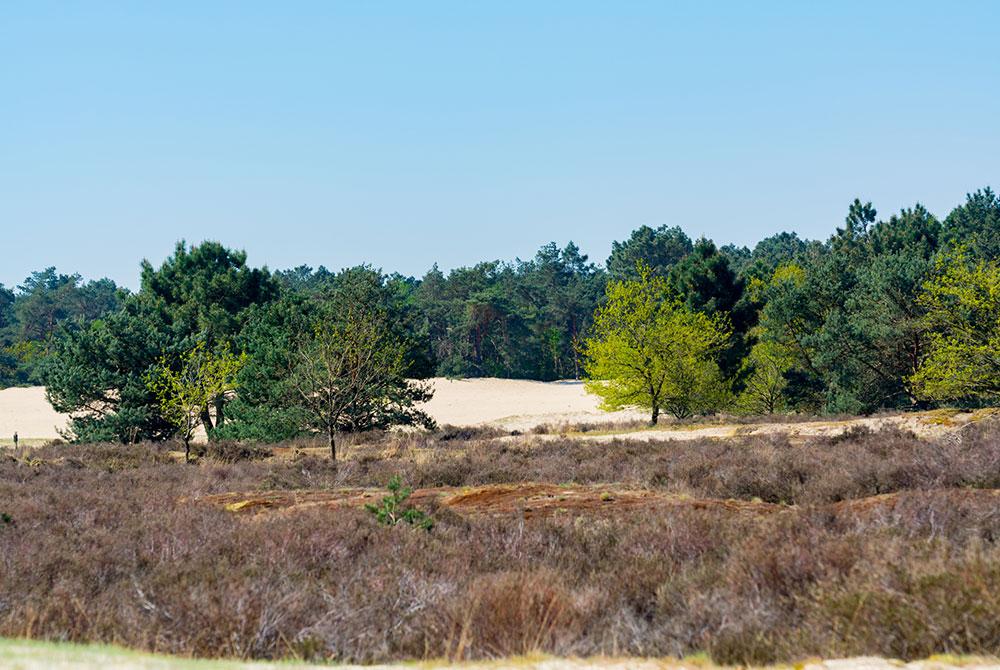 Loonse en Drunense duinen, Nederland