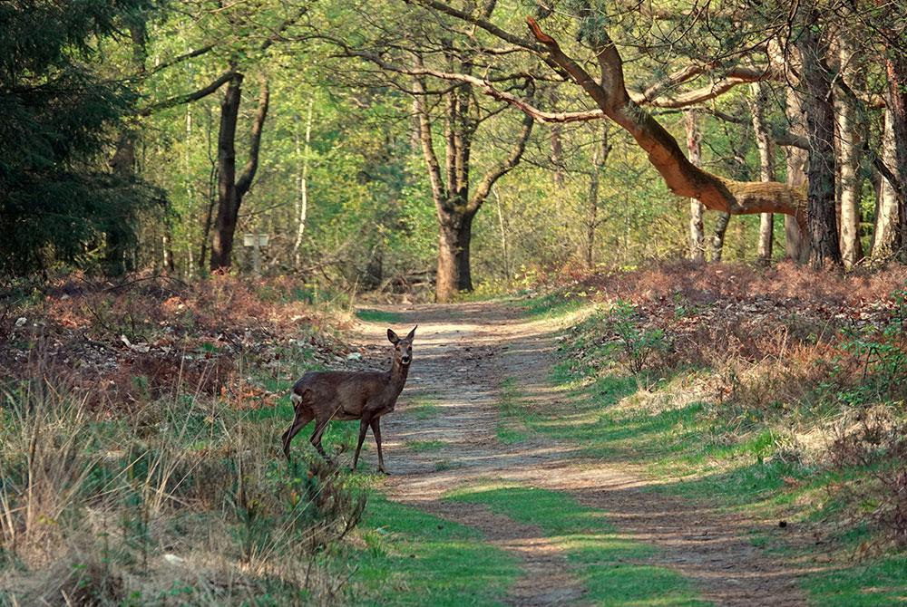 Sallandse Heuvelrug, Nederland