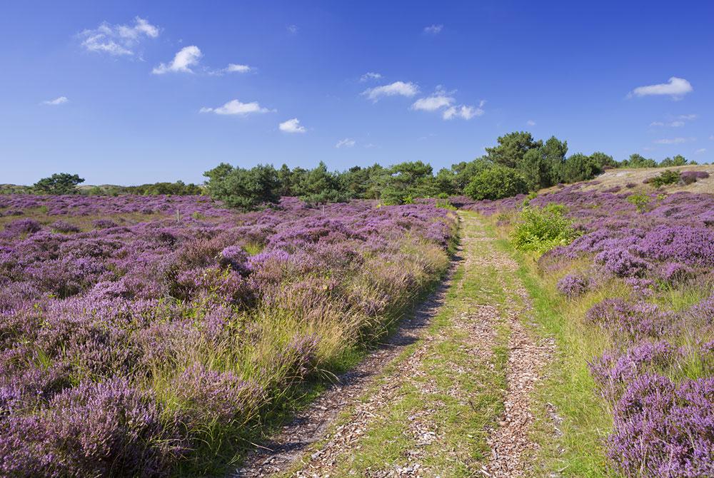 De Schoorlse Duinen, Nederland