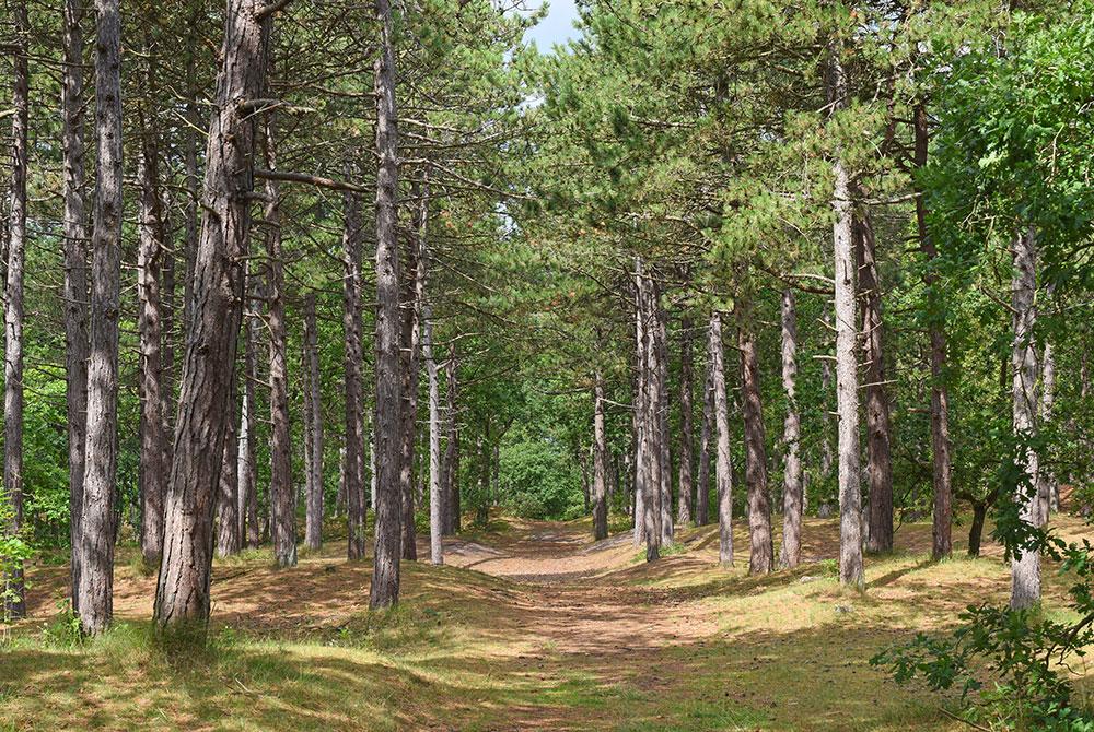Bos, Vlieland