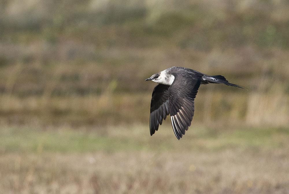 Vogels spotten, Vlieland
