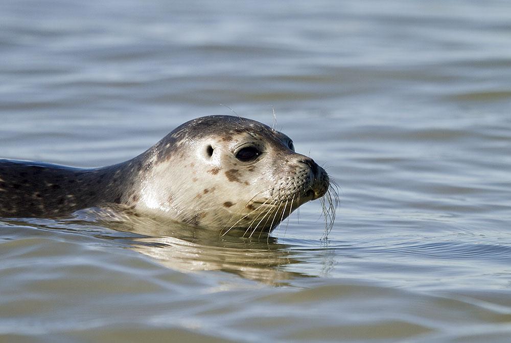 Zeehonden, Vlieland