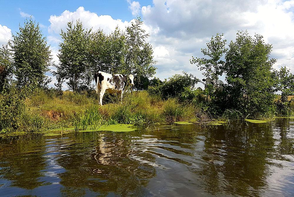 Koe langs het water