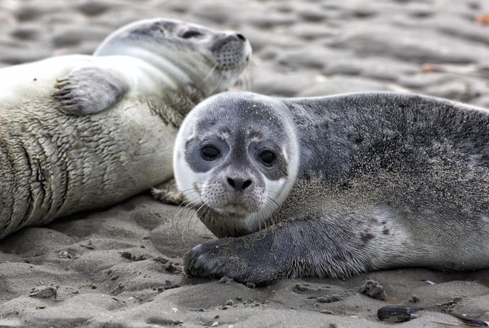 Zeehonden, Schiermonnikoog