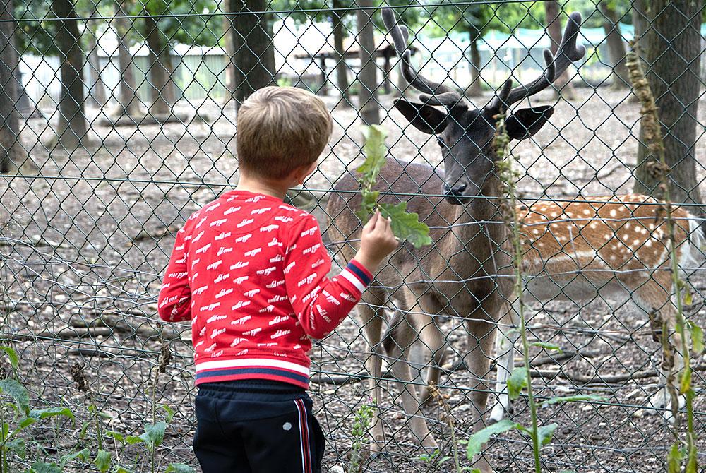 Herten in de Maasduinen, Resort Arcen