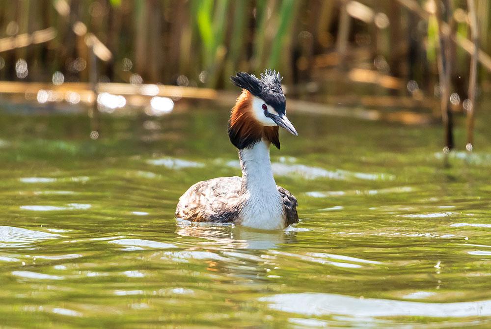 Vogels spotten in De Biesbosch