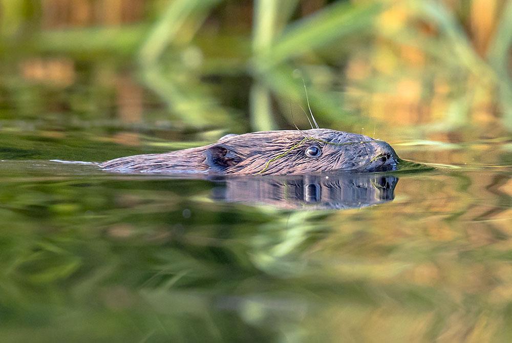 Bever in de Biesbosch