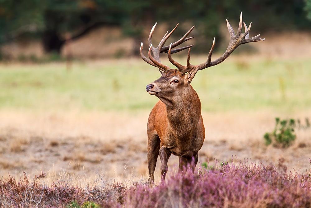 De Hoge Veluwe, Park Berkenrhode