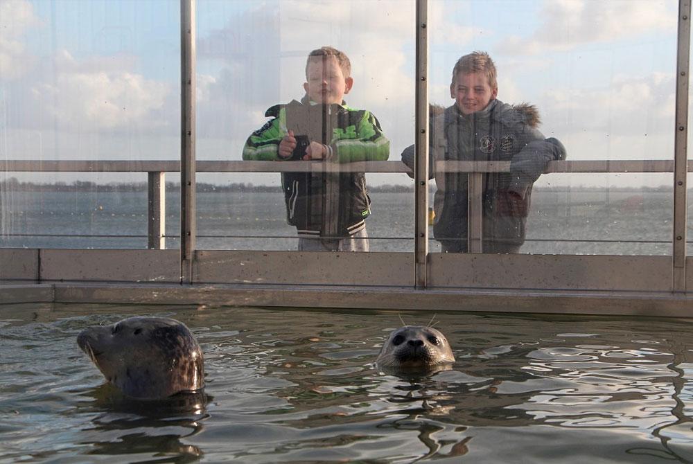 A Seal