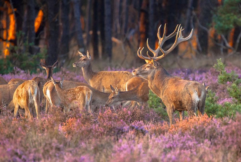 De Hoge Veluwe