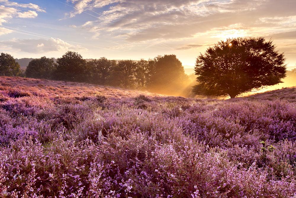 Veluwe, Landal Miggelenberg