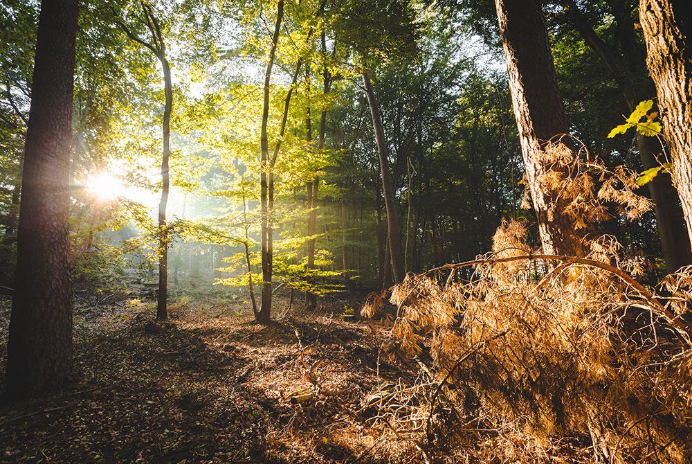 Amerongse bos, Landal Amerongse Berg