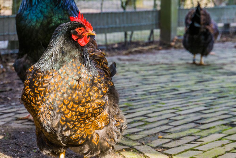 Barnevelder kip