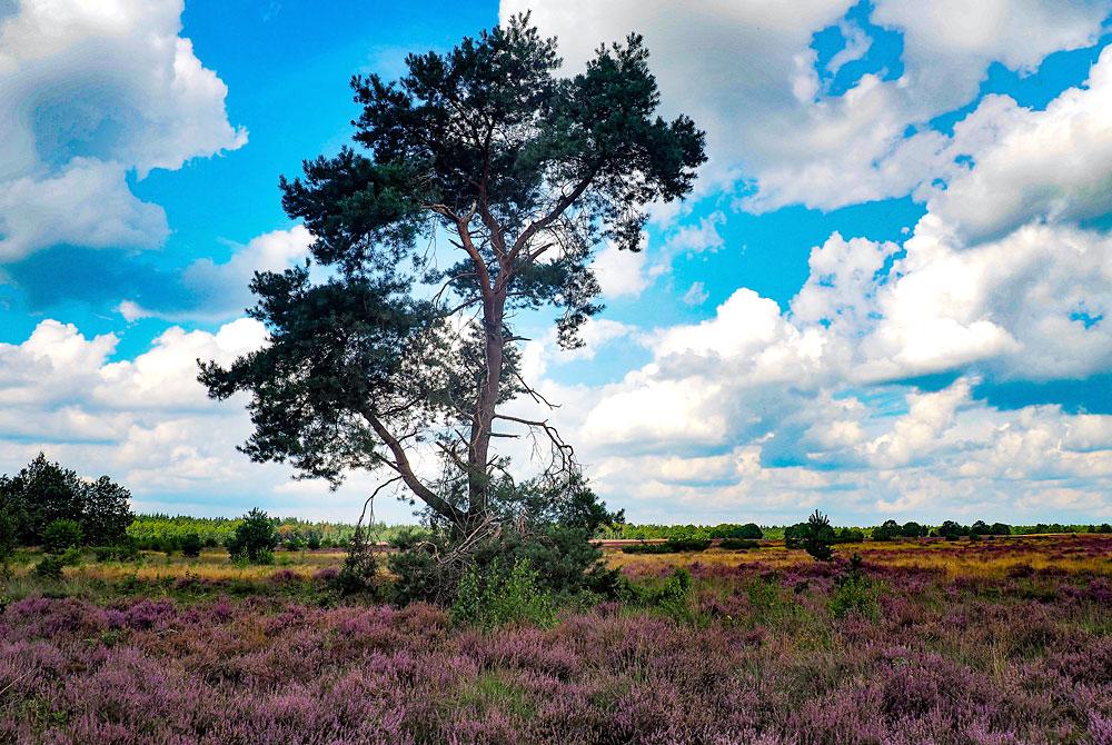 De Hondsrug, Landal PUUR Exloo