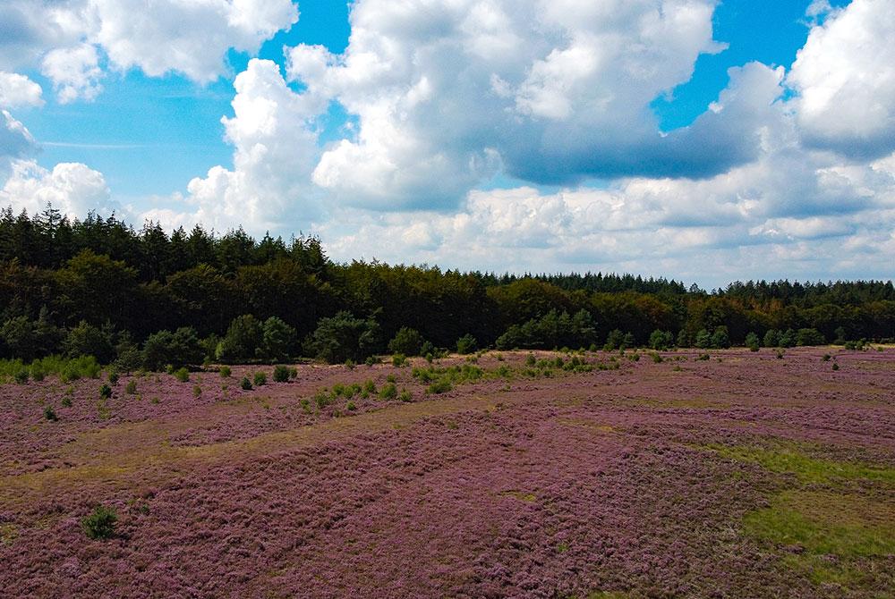 Heideveld, Landal PUUR Exloo