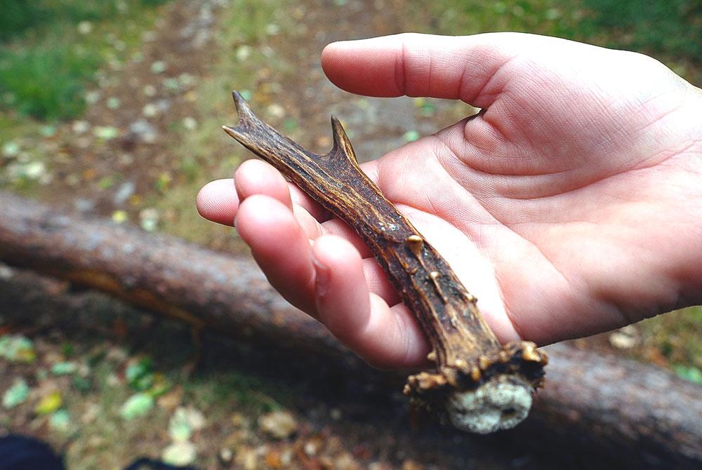 Drente bos, Landal PUUR Exloo