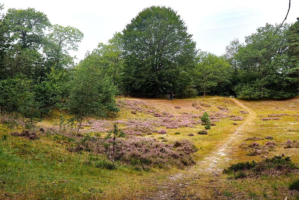 Heide boswandeling, Landal PUUR EXloo