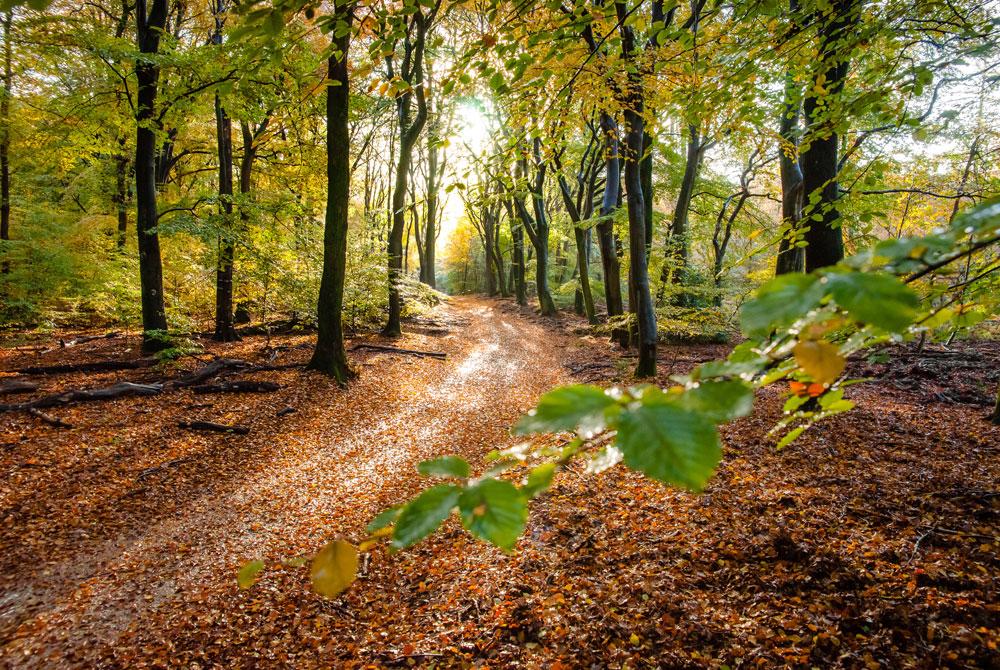 Landal Veluwe
