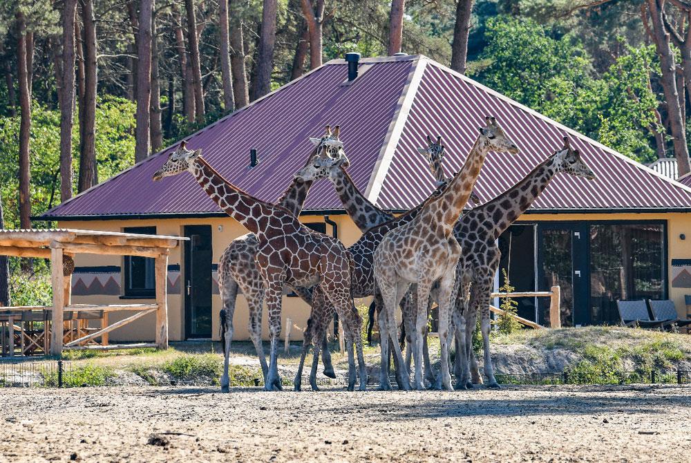Safari Resort Beekse Bergen