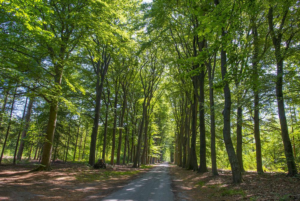 Lage Vuursche wandeling, mooiste wandelroutes Nederland