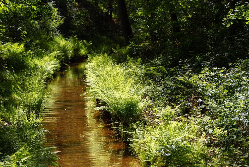 Het Loenense Klompenpad, wandelen Veluwe