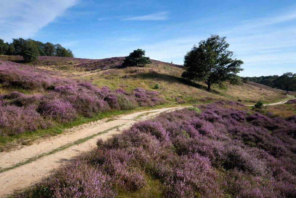 Nationaal Park De Maasduinen