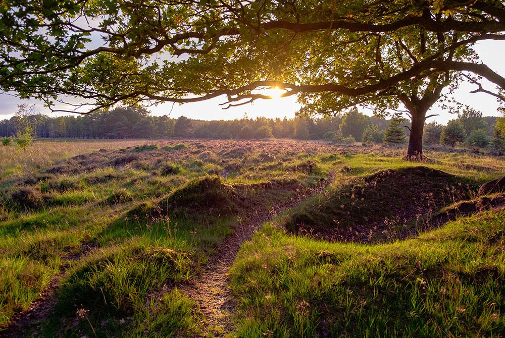 Nationaal Park Dwingelderveld, roadtrip Drenthe