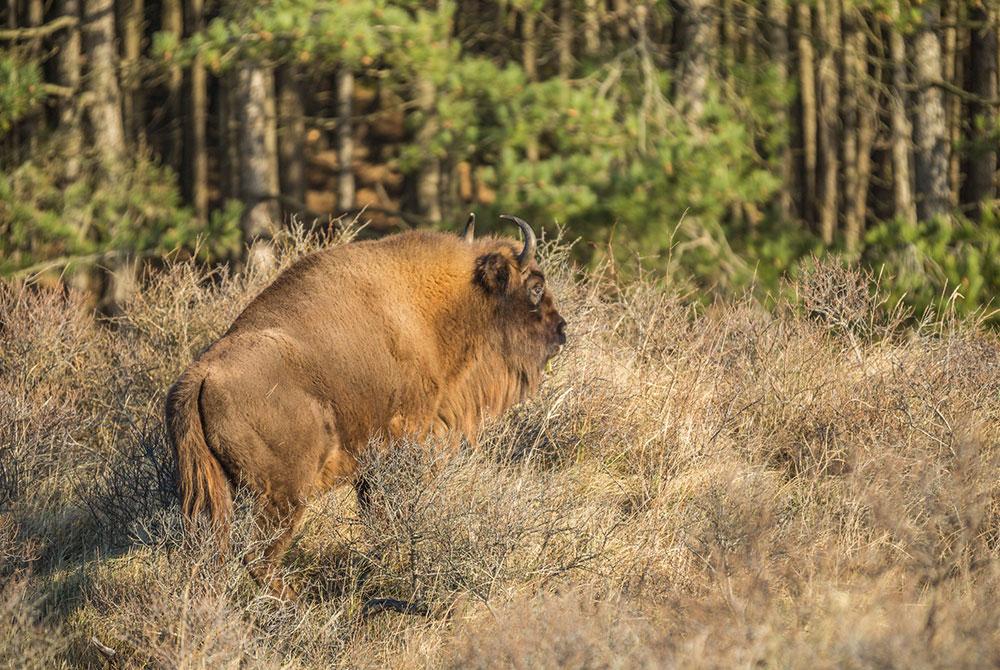 Nationaal Park Zuid-Kennemerland - Wat te doen in Zandvoort