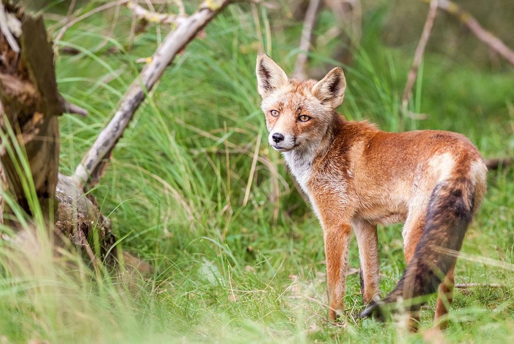 Amsterdamse Waterleidingduinen - Wat te doen in Zandvoort