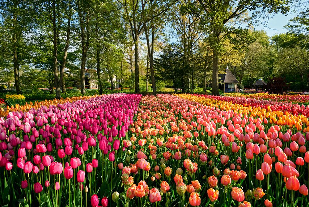 Bloemenvelden - Wat te doen in Zandvoort