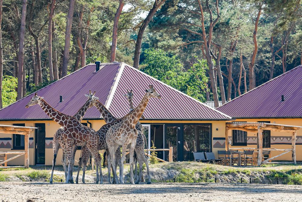 Safari Resort Beekse Bergen, luxe vakantieparken Nederland