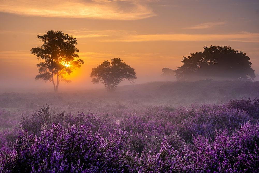 Heidevelden, roadtrip Veluwe