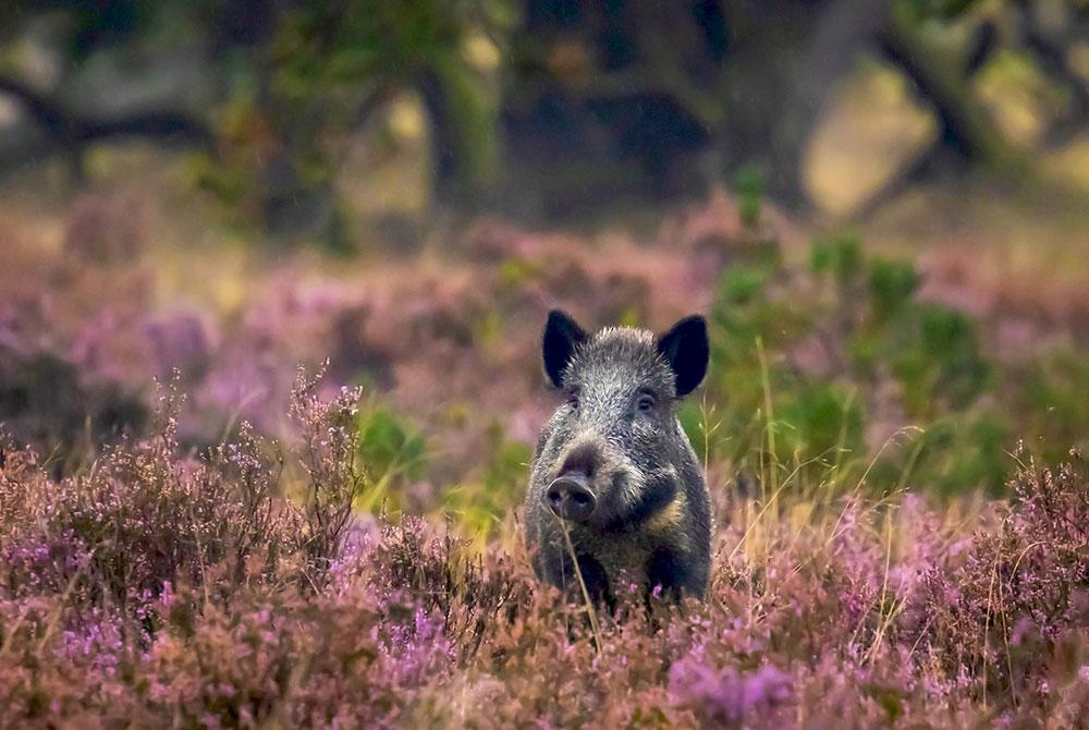 Zwijnen op de Veluwe, roadtrip Veluwe