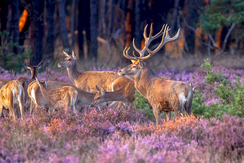 Hoge Veluwe, roadtrip Veluwe