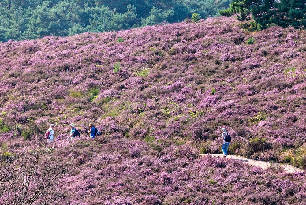 Wandelen op de Veluwe, mooiste wandelgebieden Nederland