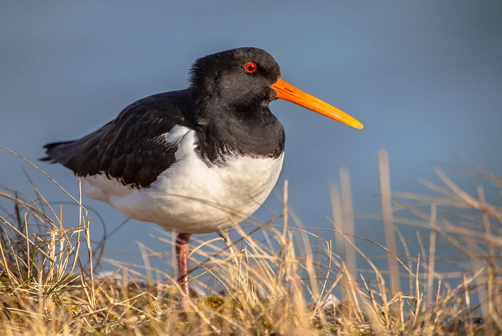 Nationaal Park Lauwersmeer, mooiste wandelgebieden Nederland
